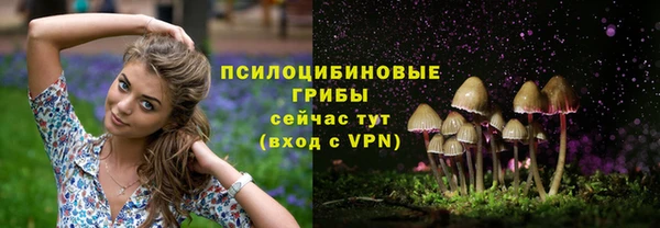 прущие грибы Каменногорск